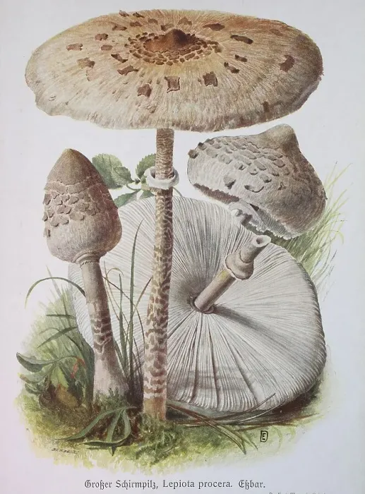 Framed Print : Mushroom, Large Umbrella Fungus