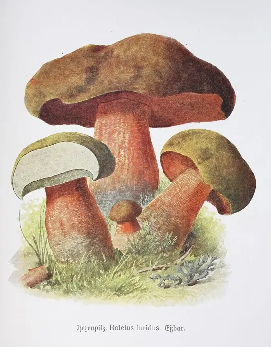Framed Print : Mushroom, lurid bolete (Boletus luridus)