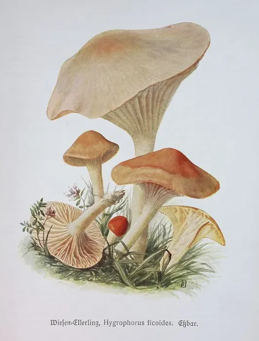 Framed Print : Mushroom, meadow celery, orange meadow celery or orange celery Framed Print : Mushroom, meadow celery, orange meadow celery or orange celery