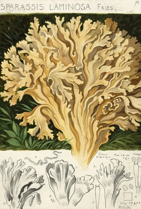 Framed Print : Mushroom, mushroom, broad-leaved hen, Sparassis brevipes, syn. Sparassis laminosa, Sparassis nemecii, authentic reproduction of an illustration by Hans Walty (1868-1948) from about 1915, historical Framed Print : Mushroom, mushroom, broad-leaved hen, Sparassis brevipes, syn. Sparassis laminosa, Sparassis nemecii, authentic reproduction of an illustration by Hans Walty (1868-1948) from about 1915, historical