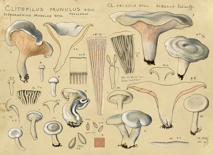 Framed Print : Mushroom, mushroom, flour mushroom, Clitopilus prunulus, authentic reproduction of an illustration by Hans Walty (1868-1948) from about 1915, historical