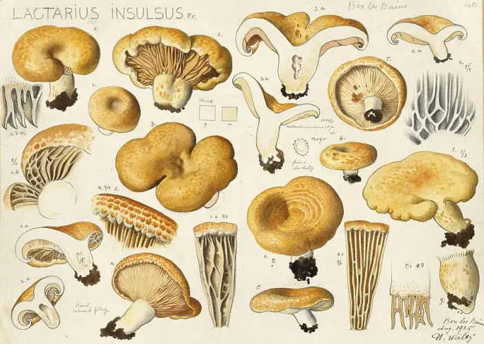 Framed Print : Mushroom, Mushrooms, Beautiful Zone Milky, Lactarius zonarius, Syn. Lactarius insulsus, authentic reproduction of an illustration by Hans Walty (1868-1948) from about 1915, historical Framed Print : Mushroom, Mushrooms, Beautiful Zone Milky, Lactarius zonarius, Syn. Lactarius insulsus, authentic reproduction of an illustration by Hans Walty (1868-1948) from about 1915, historical