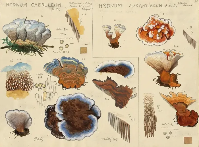 Framed Print : Mushroom, mushrooms, bluish cork stinging, sky-blue cork stinging, blue cork stinging, Hydnum caeruleum and orange-yellow cork stinging, Hydnellum aurantiacum, authentic reproduction of an illustration by Hans Walty (1868-1948) from about 1915 Framed Print : Mushroom, mushrooms, bluish cork stinging, sky-blue cork stinging, blue cork stinging, Hydnum caeruleum and orange-yellow cork stinging, Hydnellum aurantiacum, authentic reproduction of an illustration by Hans Walty (1868-1948) from about 1915