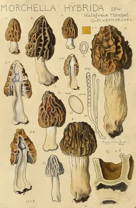 Framed Print : Mushroom, mushrooms, cap morel, semi-free morel, bell morel, Morchella hybrida, authentic reproduction of an illustration by Hans Walty (1868-1948) from about 1915, historical Framed Print : Mushroom, mushrooms, cap morel, semi-free morel, bell morel, Morchella hybrida, authentic reproduction of an illustration by Hans Walty (1868-1948) from about 1915, historical