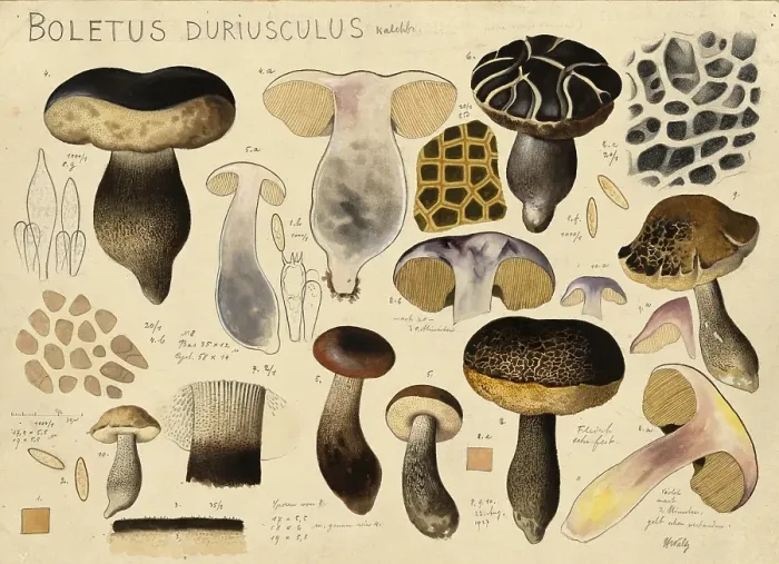 Framed Print : Mushroom, mushrooms, Leccinum duriusculum, porcini mushroom of the genus Leccinum, authentic reproduction of an illustration by Hans Walty (1868-1948) from about 1915, historical