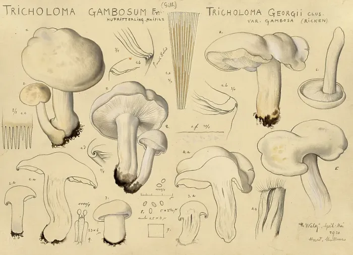 Framed Print : Mushroom, Mushrooms, May mushroom Framed Print : Mushroom, Mushrooms, May mushroom