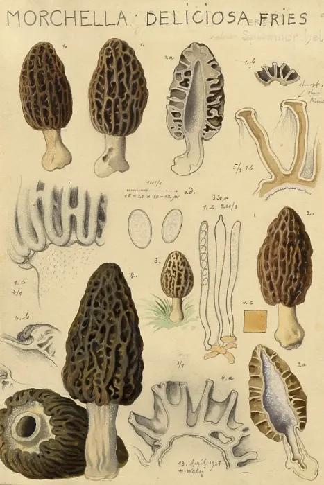 Framed Print : Mushroom, Mushrooms, Morchella deliciosa, Delicious pointed morel, authentic reproduction of an illustration by Hans Walty (1868-1948) from about 1915, historical