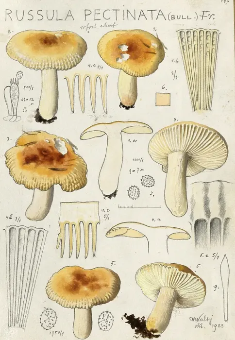 Framed Print : Mushroom, Mushrooms, Pungent Crested russula or Stinking Crested russula, Russula pectinata, authentic reproduction of an illustration by Hans Walty (1868-1948) from about 1915, historical