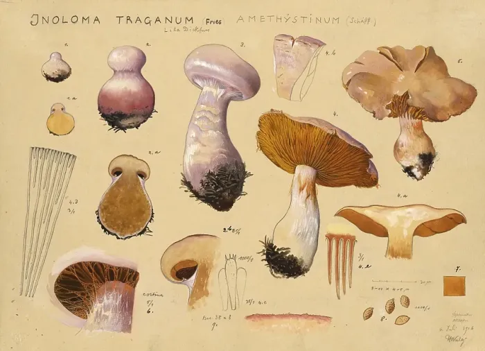 Framed Print : Mushroom, Mushrooms, Purple Thickfoot, Inoloma Traganum, Syn. Cortinarius Traganus, Amethystinum, authentic reproduction of an illustration by Hans Walty (1868-1948) from about 1915, historical
