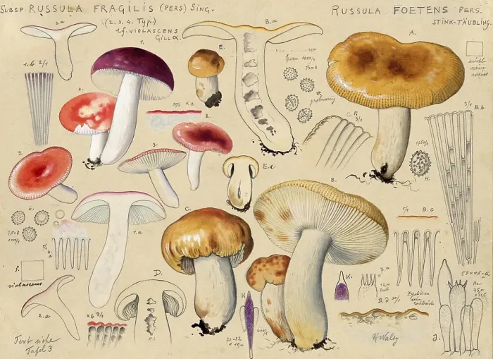 Framed Print : Mushroom, Mushrooms, Russula fragilis, Russula fragilis, Russula foetens, authentic reproduction of an illustration by Hans Walty (1868-1948) from about 1915, historical