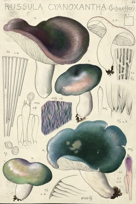 Framed Print : Mushroom, Mushrooms, Violet green lady's russula