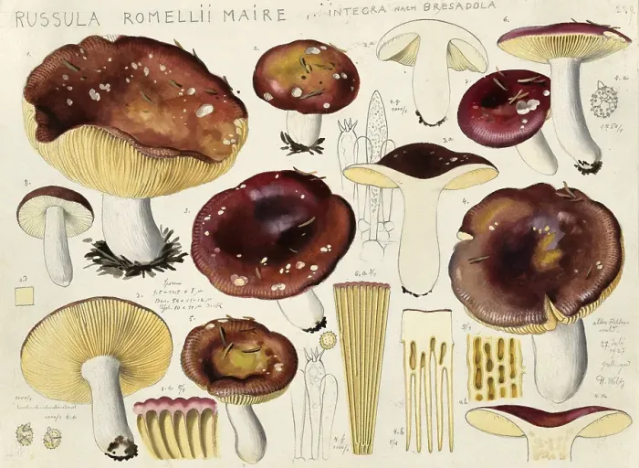 Framed Print : Mushroom, Mushrooms, White-stemmed russula, Russula romellii, authentic reproduction of an illustration by Hans Walty (1868-1948) from about 1915, historical
