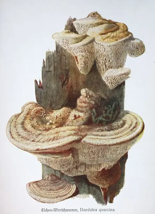 Framed Print : Mushroom, oak whirligig or oak mead