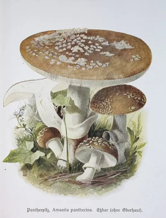 Framed Print : Mushroom, panther cap (Amanita pantherina)