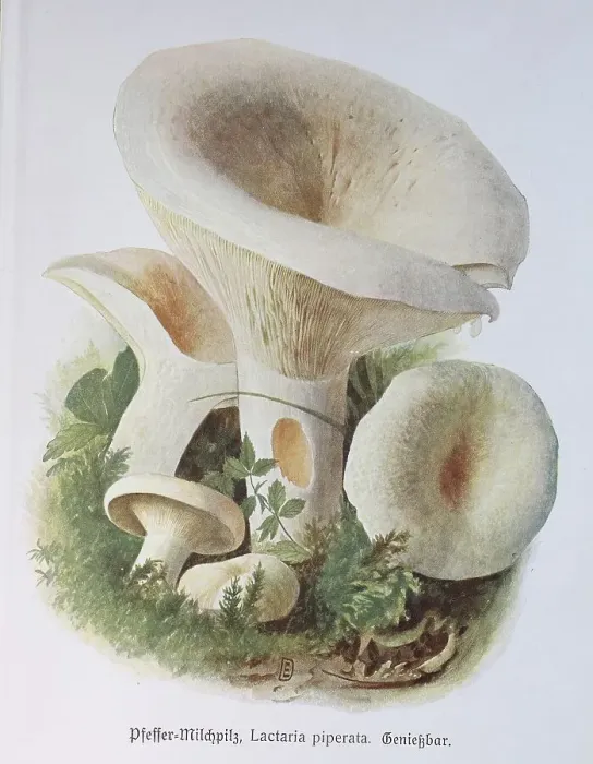 Framed Print : Mushroom, Pepper Milky Mushroom Framed Print : Mushroom, Pepper Milky Mushroom