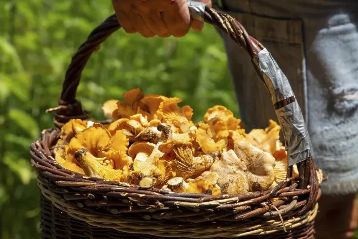 Framed Print : Mushroom picker with a basket full of chanterelles