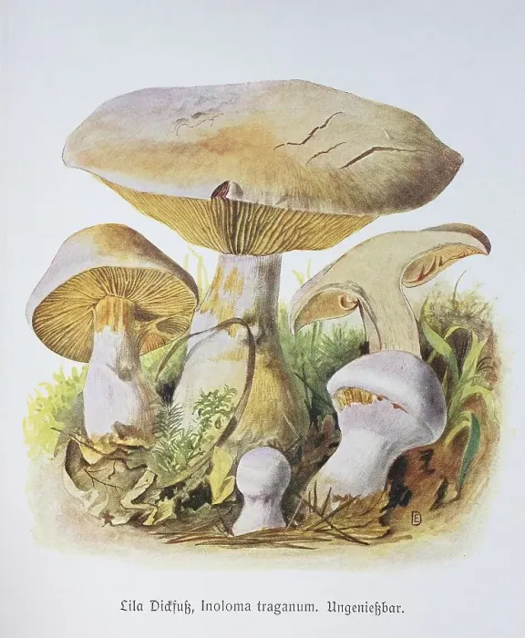 Framed Print : Mushroom, Purple Dickfoot, Inoloma traganum