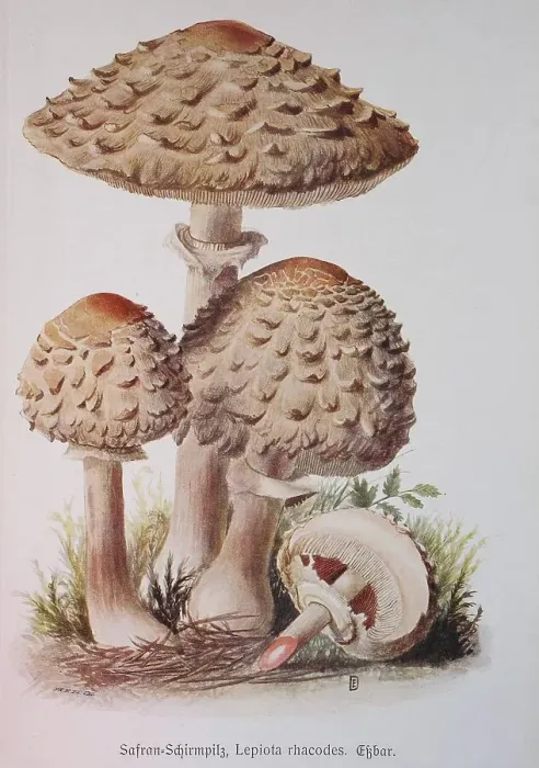 Framed Print : Mushroom, Saffron umbrella mushroom Framed Print : Mushroom, Saffron umbrella mushroom