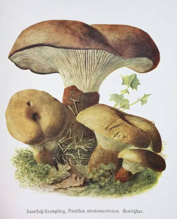 Framed Print : Mushroom, Samtfuss-Holzkrempling (Tapinella atrotomentosa) or short Samtfusskrempling