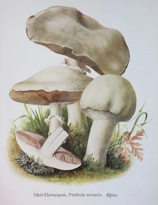Framed Print : Mushroom, sheep mushroom, Psalliota arvensis or also white anise mushroom