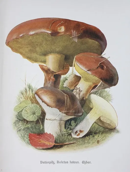 Framed Print : Mushroom, slippery jack (Suillus luteus) Framed Print : Mushroom, slippery jack (Suillus luteus)