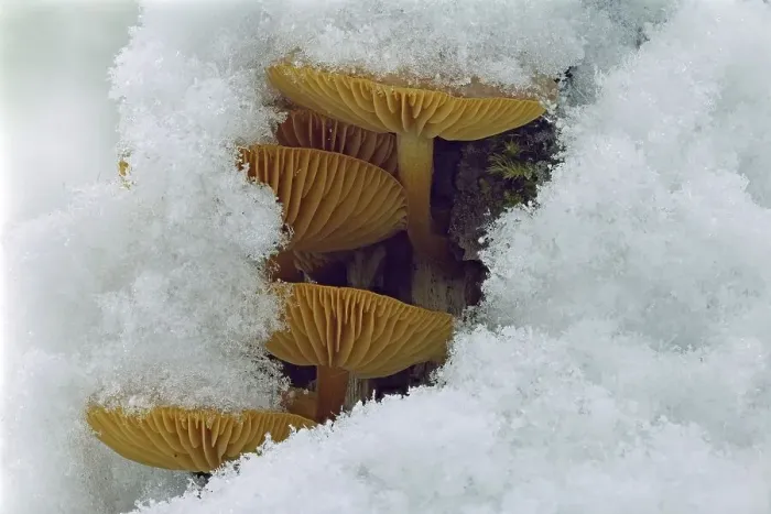 Framed Print : Mushroom, Snow, Winter, Mushroom group