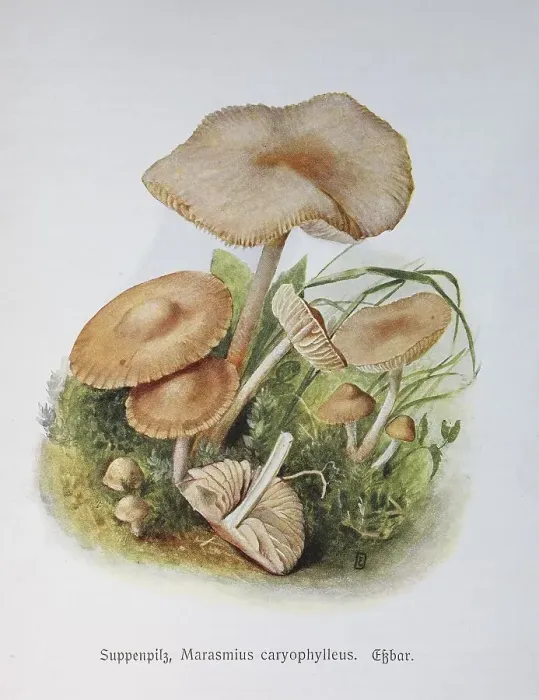 Framed Print : Mushroom, Soup Mushroom, Clove Swindling Mushroom