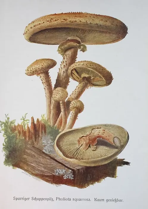 Framed Print : Mushroom, Sparriger Schuppenpilz