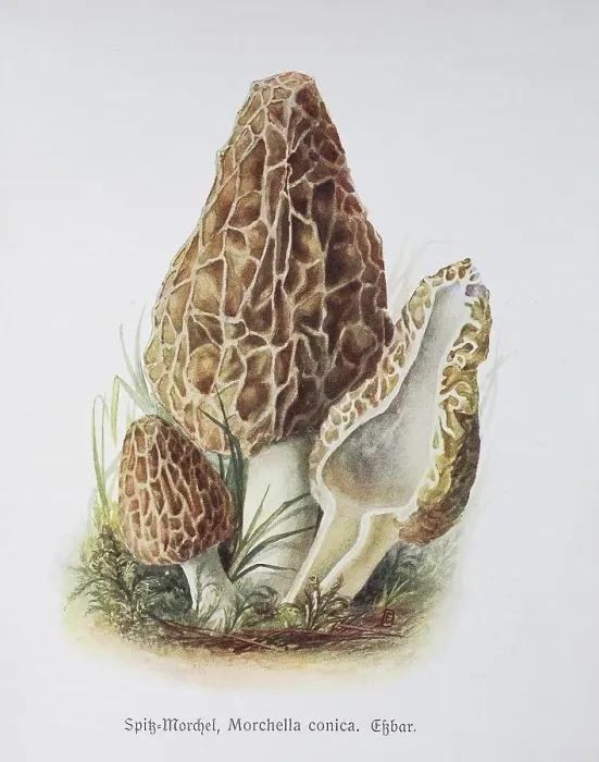 Framed Print : Mushroom, Spitz-Morchel (Morchella conica) Framed Print : Mushroom, Spitz-Morchel (Morchella conica)