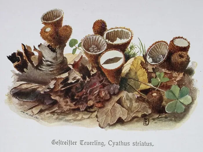 Framed Print : Mushroom, Stiffened fluted bird's nest (Cyathus striatus) Framed Print : Mushroom, Stiffened fluted bird's nest (Cyathus striatus)