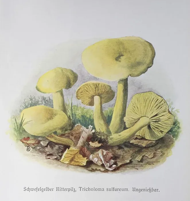 Framed Print : Mushroom, Sulphur yellow knight mushroom