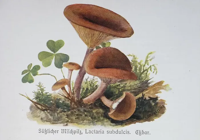 Framed Print : Mushroom, Sweet Beech Milkling (Lactarius) or Sweet Milkling