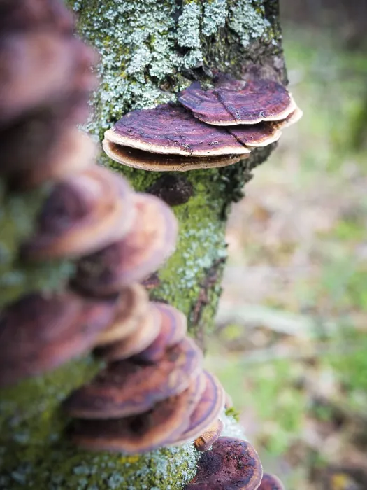 Framed Print : Mushroom on a tree trunk in te forest