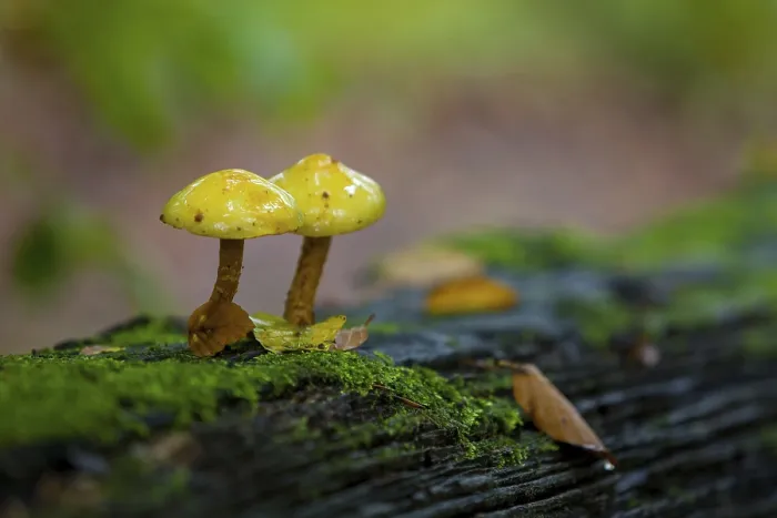 Framed Print : Mushrooms in autumn