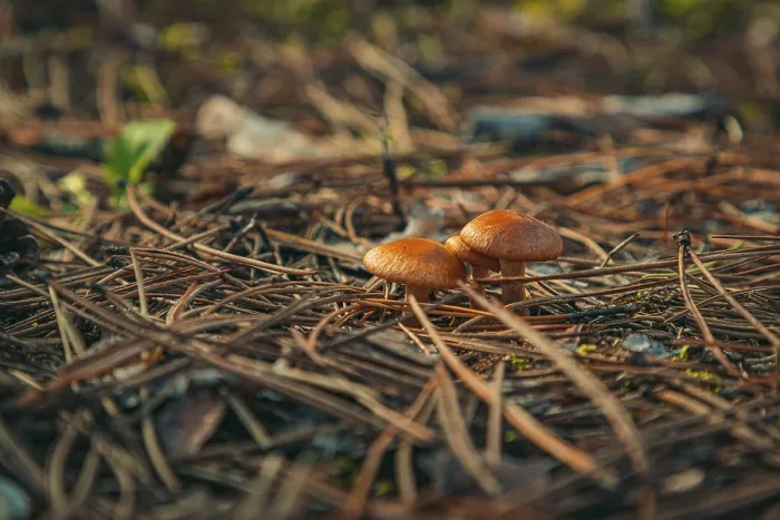 Framed Print : Mushrooms in the forest, autumn Framed Print : Mushrooms in the forest, autumn