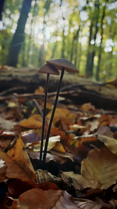 Framed Print : Two mushrooms grow romantically in the autumnal forest