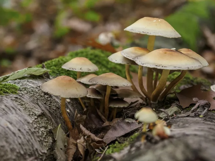 Framed Print : Several mushrooms growing on a mossy tree trunk