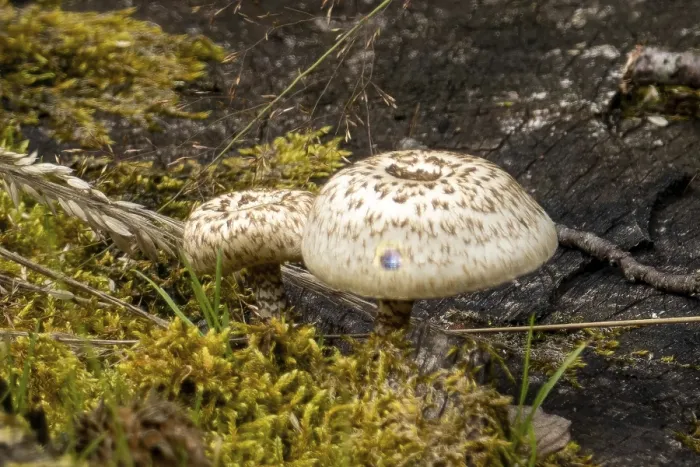Framed Print : Two mushrooms are growing on a mossy tree trunk in a forest