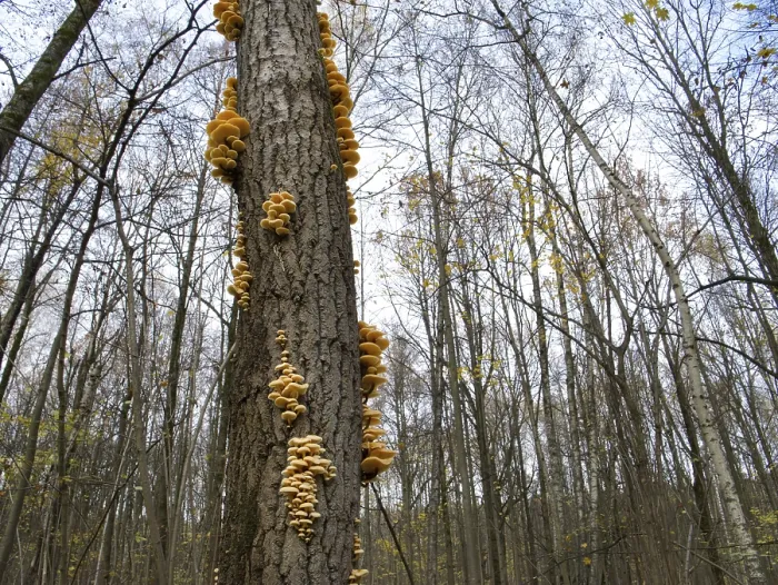 Framed Print : Mushrooms, growing on a tree trunk in the autumn forest