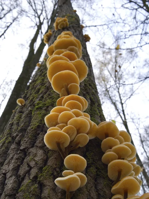 Framed Print : Mushrooms, growing on a tree trunk in the autumn forest