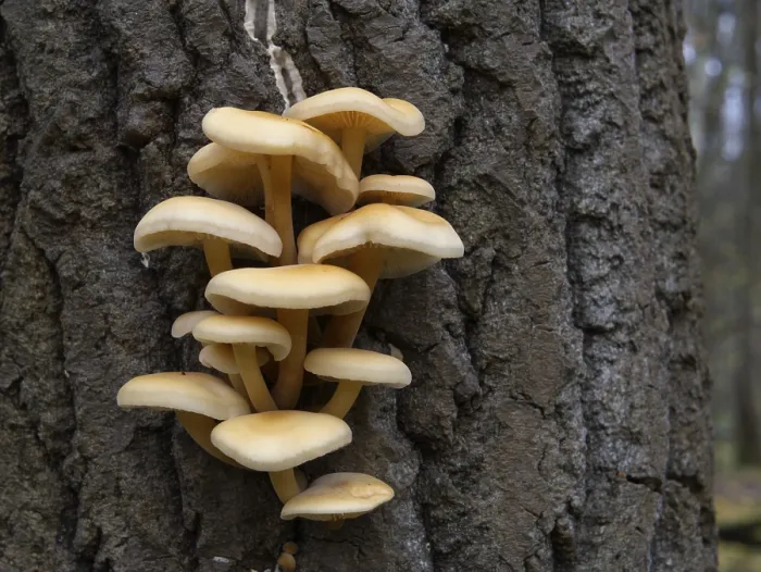 Framed Print : Mushrooms, growing on a tree trunk in the autumn forest