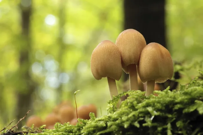 Framed Print : Mushrooms growing on a tree trunk in the forest Framed Print : Mushrooms growing on a tree trunk in the forest