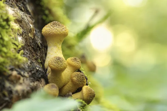 Framed Print : Mushrooms growing on a tree trunk in the forest