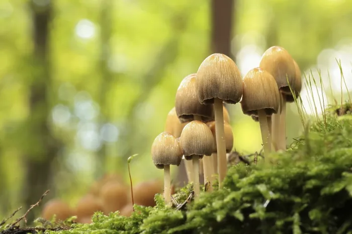 Framed Print : Mushrooms growing on a tree trunk in the forest Framed Print : Mushrooms growing on a tree trunk in the forest