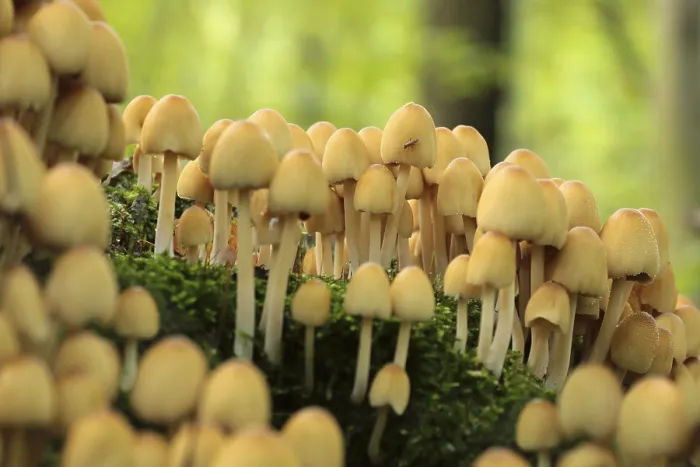 Framed Print : Mushrooms growing on a tree trunk in the forest