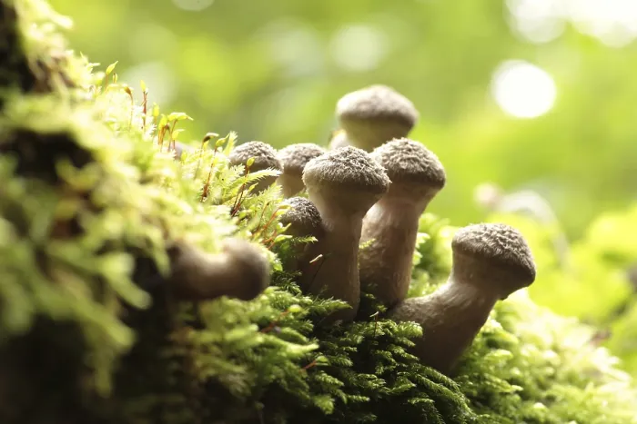 Framed Print : Mushrooms growing on a tree trunk in the forest