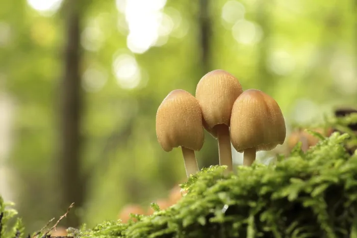 Framed Print : Mushrooms growing on a tree trunk in the forest