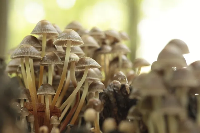 Framed Print : Mushrooms growing on a tree trunk in the forest