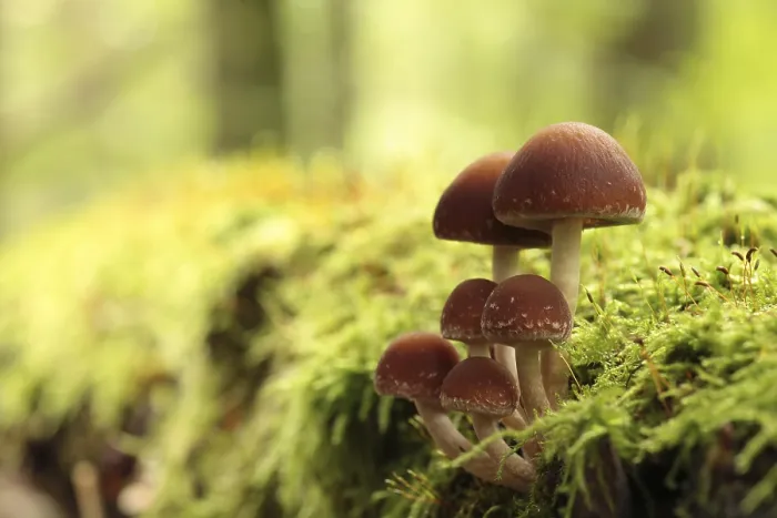 Framed Print : Mushrooms growing on a tree trunk in the forest