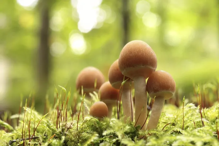 Framed Print : Mushrooms growing on a tree trunk in the forest Framed Print : Mushrooms growing on a tree trunk in the forest